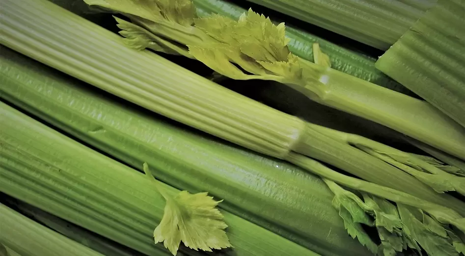 Celery for potency